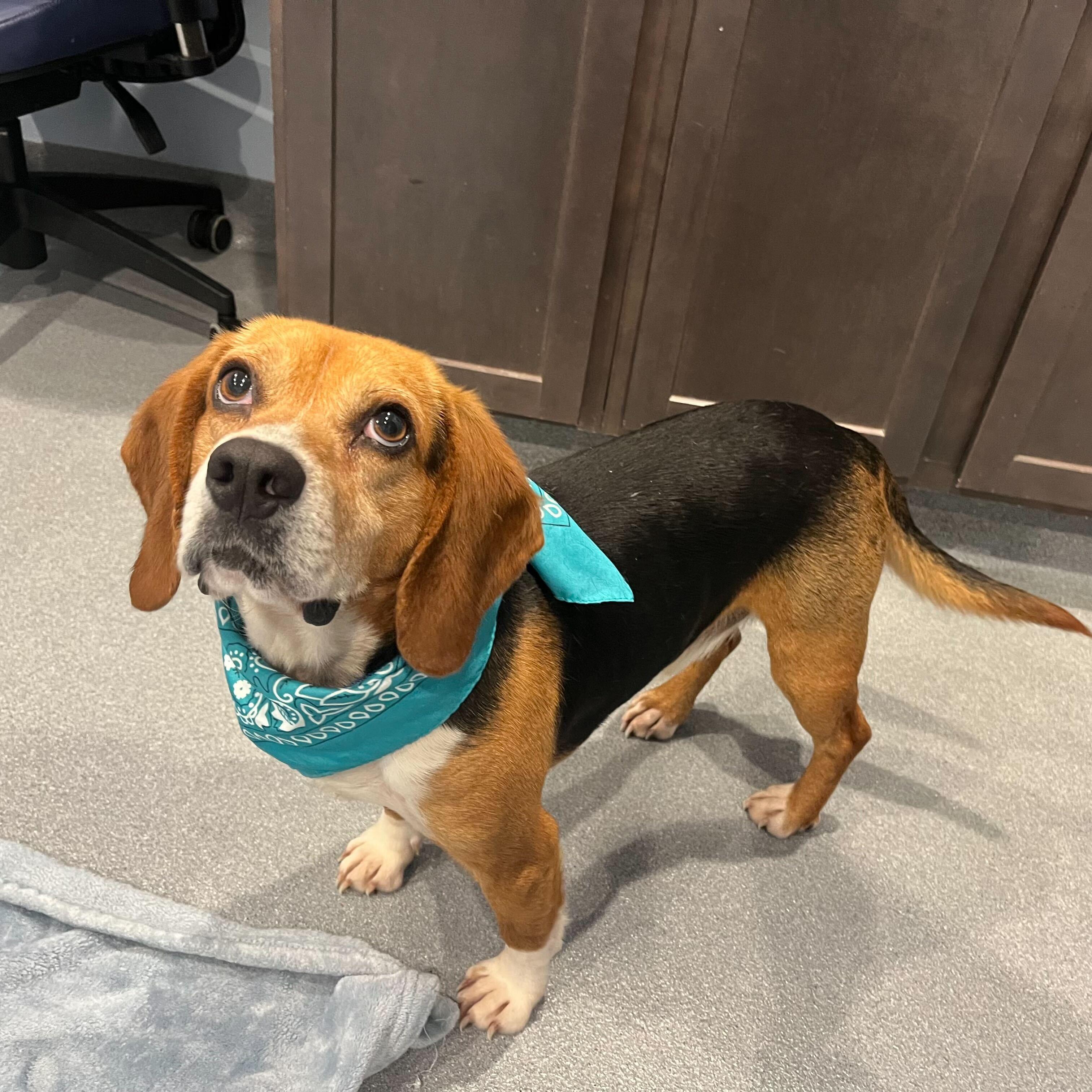 Rocco, an adopted Beagle in Canal Winchester, OH image 3/4