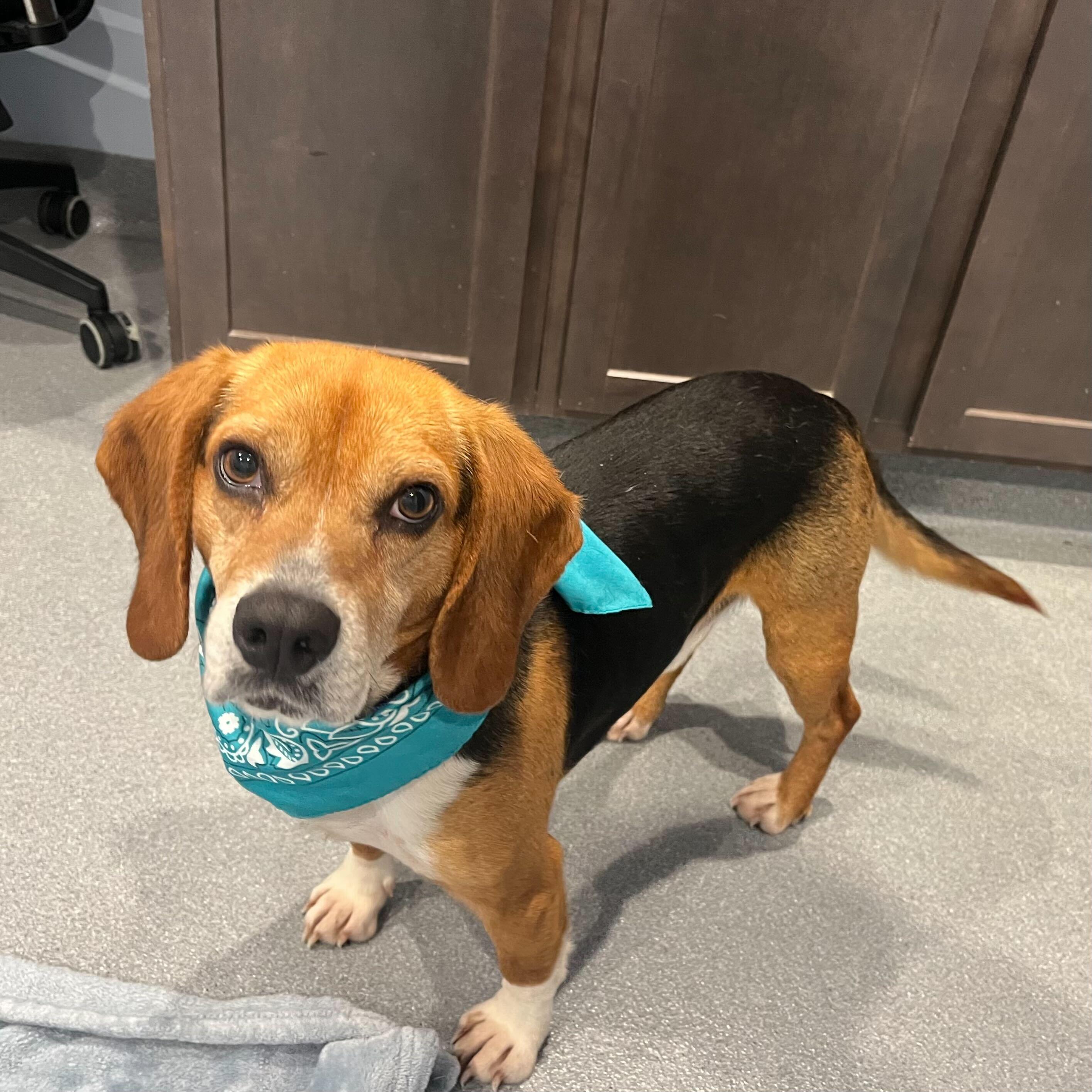 Rocco, adopted, Adult Male Beagle.