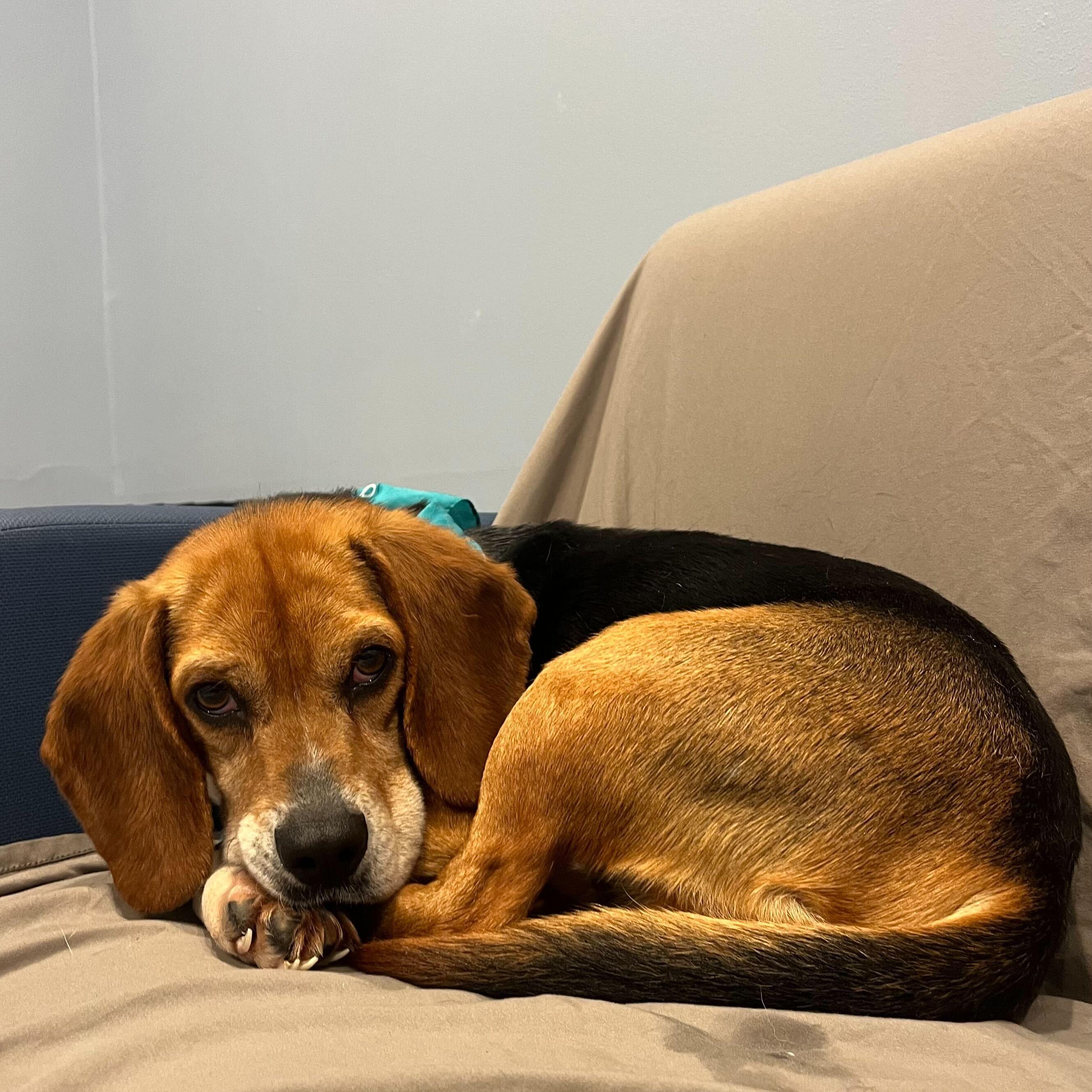 Rocco, an adopted Beagle in Canal Winchester, OH image 4/4