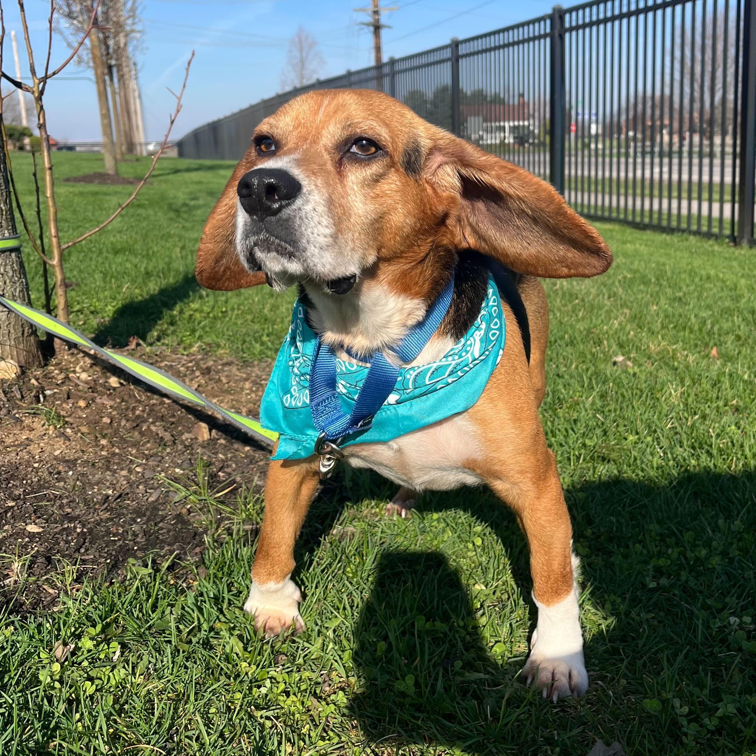 Rocco, an adopted Beagle in Canal Winchester, OH image 2/4
