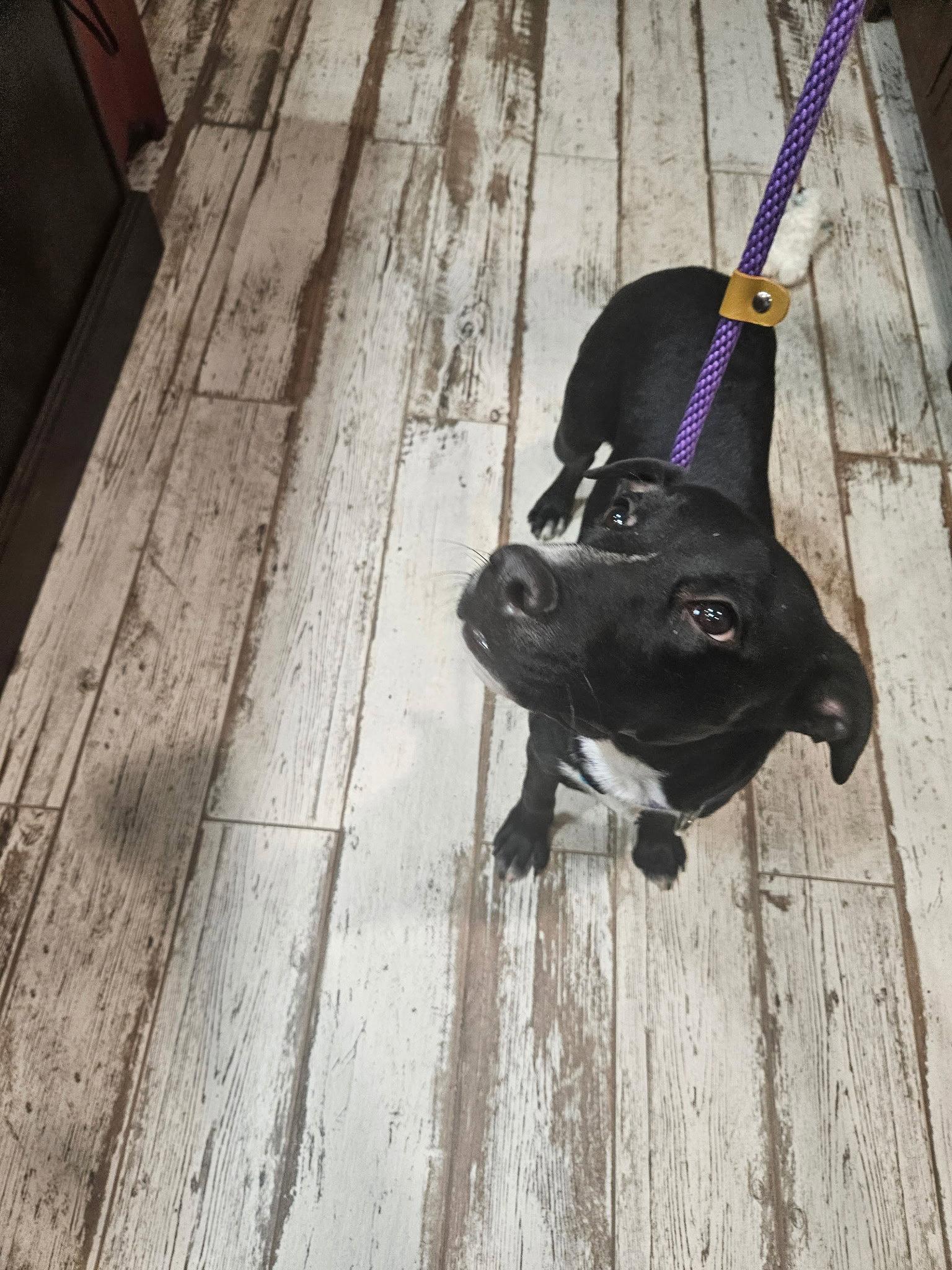 Bunny, Adoptable, Adult Female American Staffordshire Terrier.