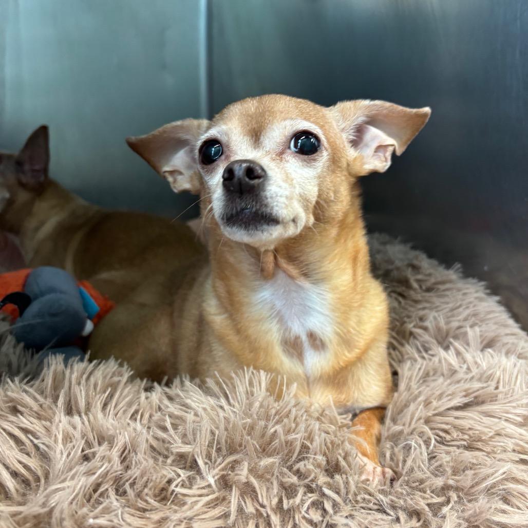 Lulu, Adoptable, Senior Female Chihuahua.