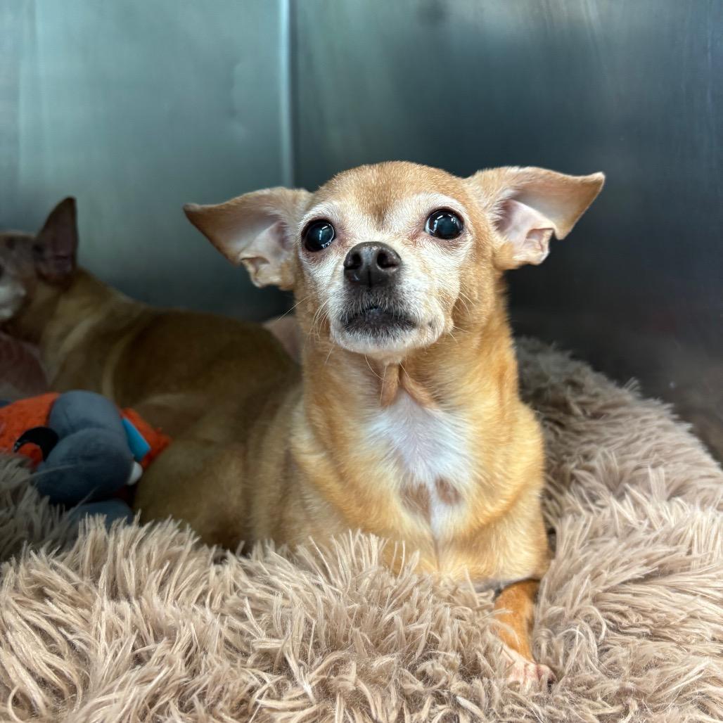 Enlarge Lulu, a Adoptable Chihuahua in Philadelphia, PA image 2/4