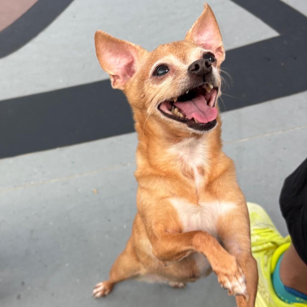 Enlarge Lulu, a Adoptable Chihuahua in Philadelphia, PA image 3/5