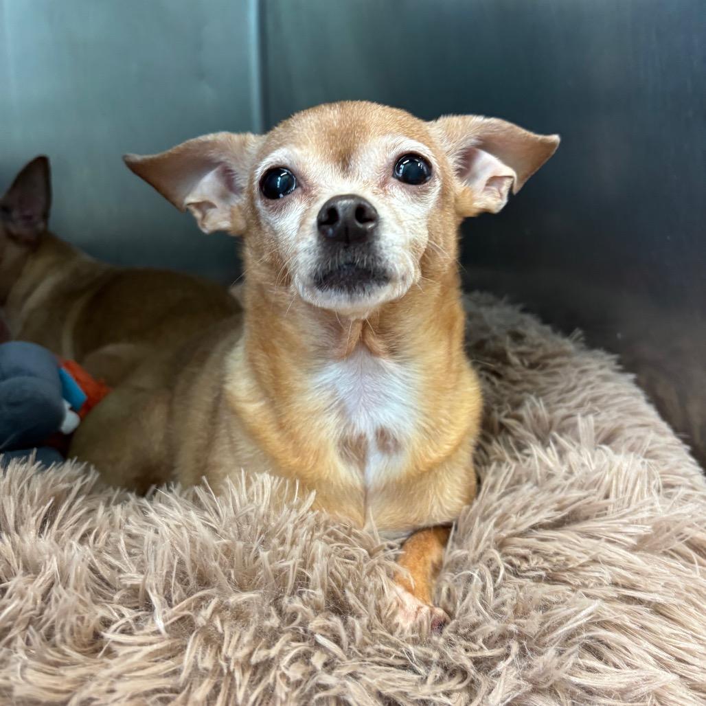 Enlarge Lulu, a Adoptable Chihuahua in Philadelphia, PA image 3/4
