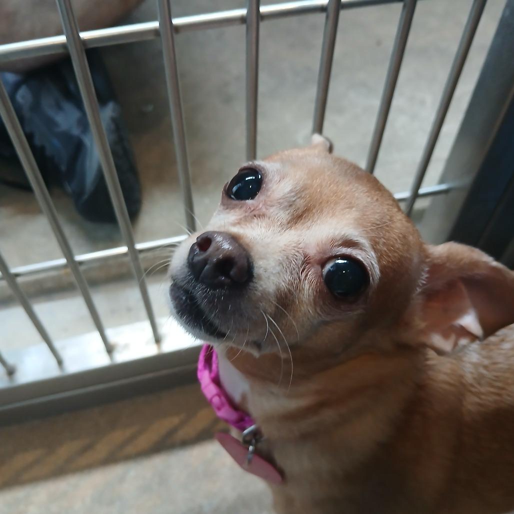 Enlarge Lulu, a Adoptable Chihuahua in Philadelphia, PA image 4/4