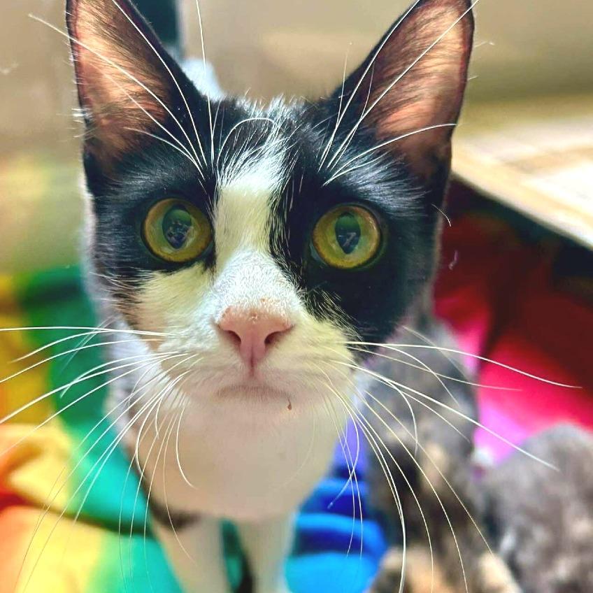 Enlarge *Mimsy, a Adoptable Domestic Short Hair in Huntsville, AL image 1/6