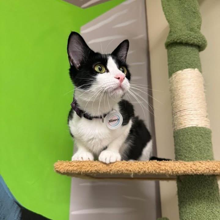 Enlarge *Mimsy, a Adoptable Domestic Short Hair in Huntsville, AL image 2/6