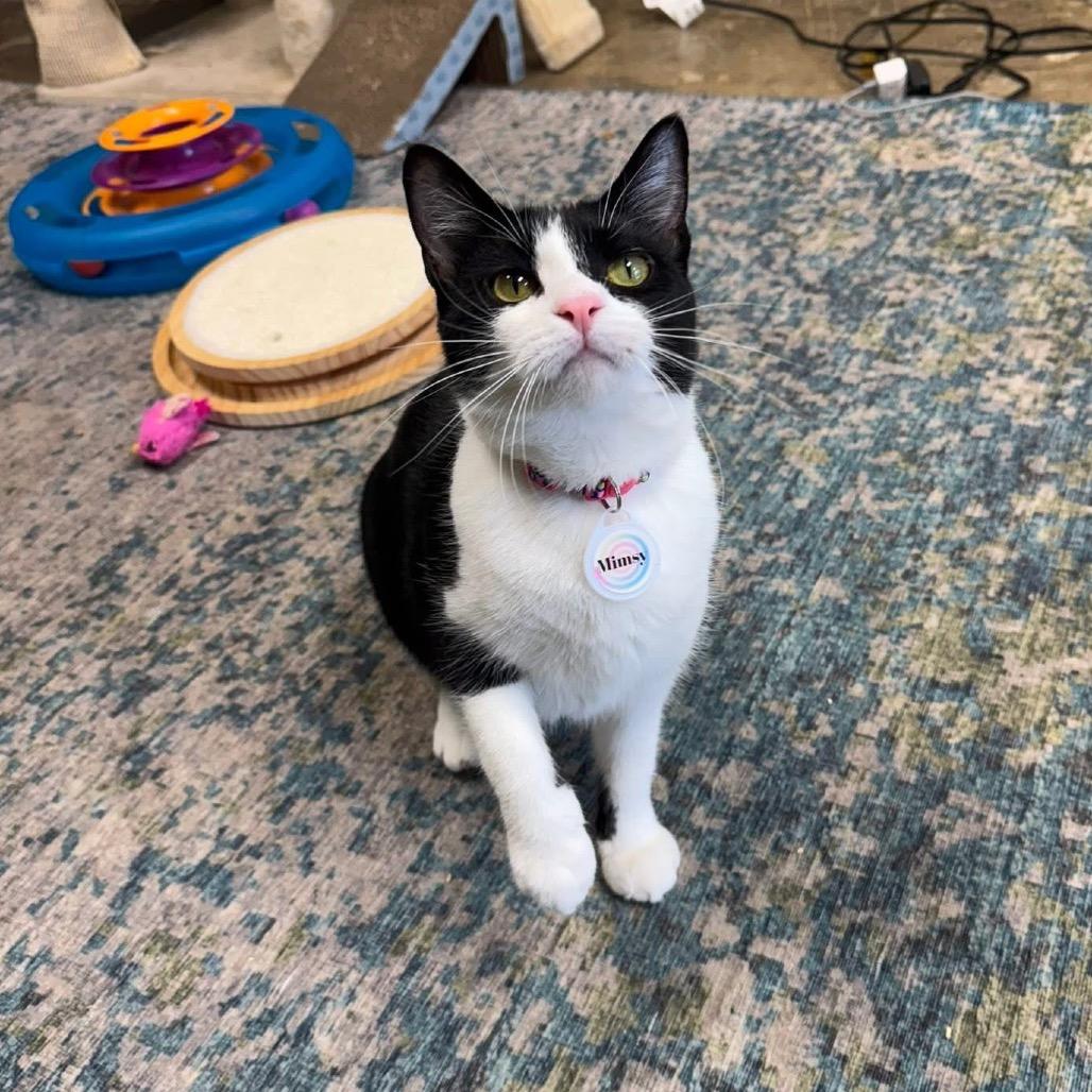 Enlarge *Mimsy, a Adoptable Domestic Short Hair in Huntsville, AL image 2/6