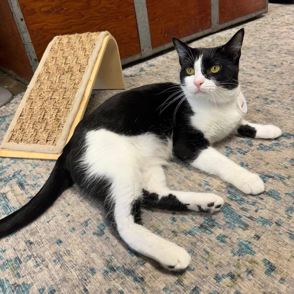 Enlarge *Mimsy, a Adoptable Domestic Short Hair in Huntsville, AL image 2/6