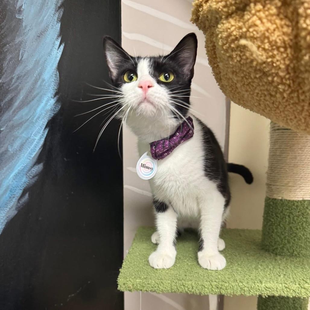 Enlarge *Mimsy, a Adoptable Domestic Short Hair in Huntsville, AL image 3/6