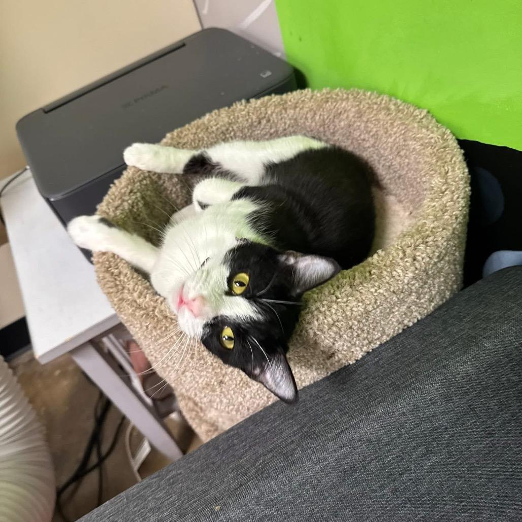 Enlarge *Mimsy, a Adoptable Domestic Short Hair in Huntsville, AL image 4/6