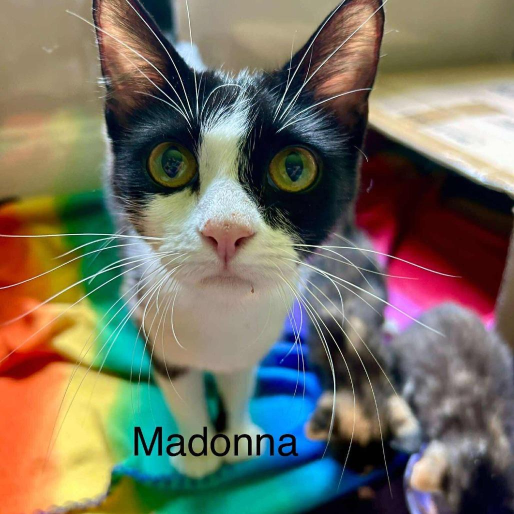 *Madonna (Mimsy), Adoptable, Young Female Domestic Short Hair.