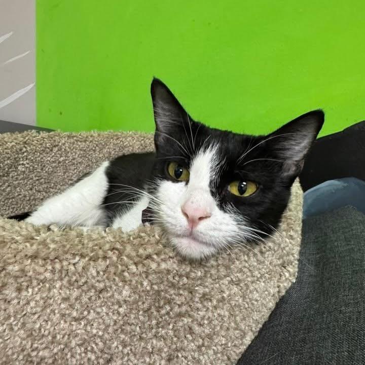 Enlarge *Mimsy, a Adoptable Domestic Short Hair in Huntsville, AL image 5/6