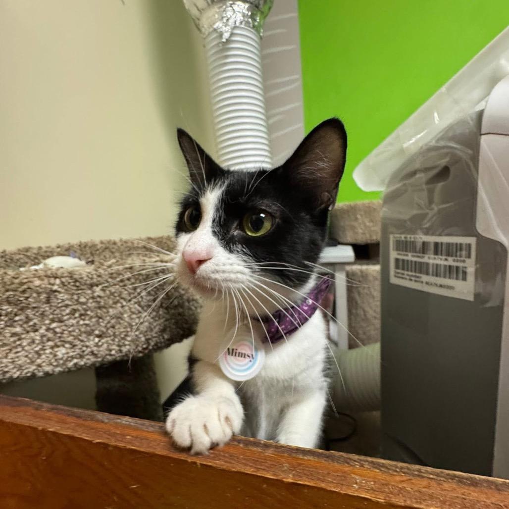 Enlarge *Mimsy, a Adoptable Domestic Short Hair in Huntsville, AL image 6/6