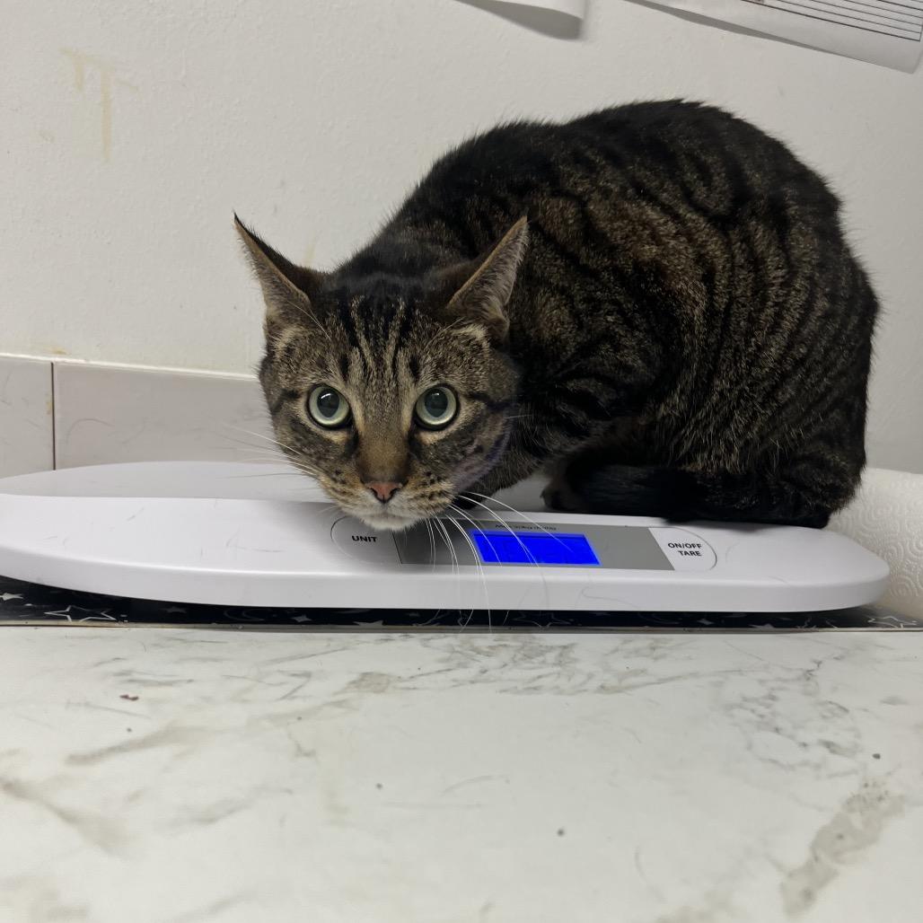 Spinach, Adoptable, Adult Male Domestic Short Hair.