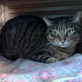 Enlarge Spinach, a Adoptable Domestic Short Hair in Edwardsville, IL image 2/6