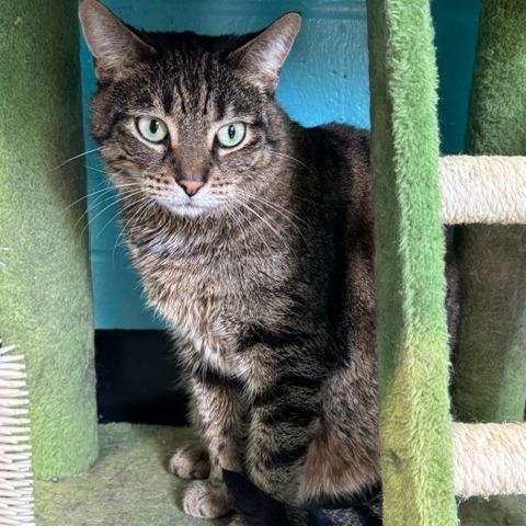 Spinach, a Adoptable Domestic Short Hair in Edwardsville, IL image 3/6
