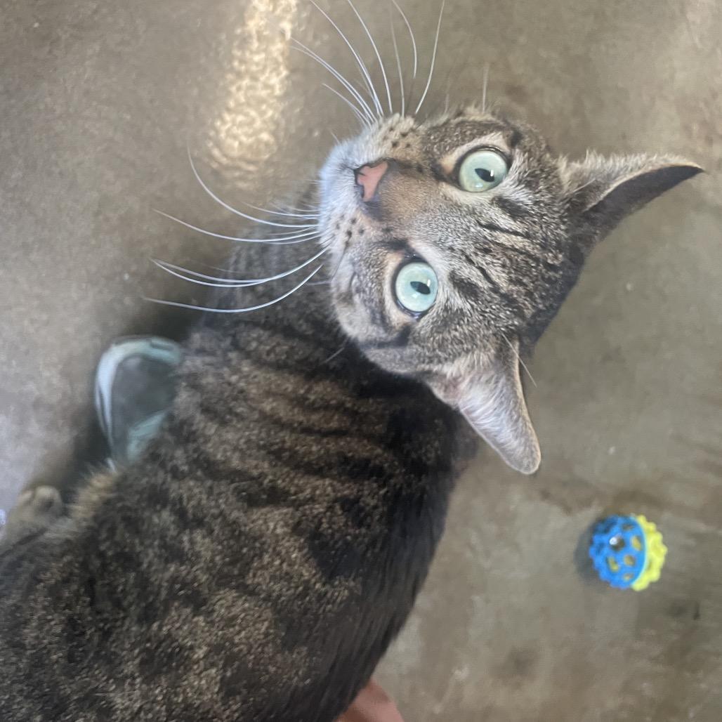 Enlarge Spinach, a Adoptable Domestic Short Hair in Edwardsville, IL image 4/6