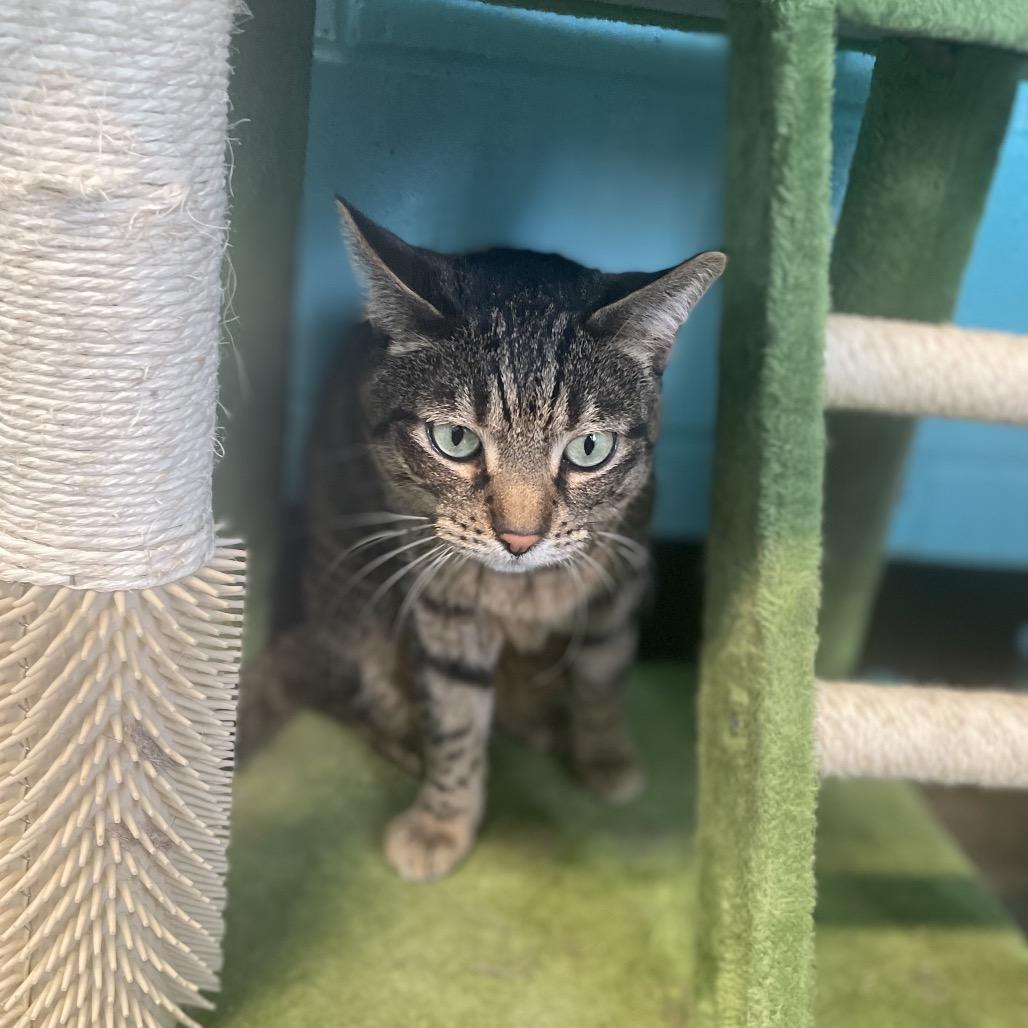 Enlarge Spinach, a Adoptable Domestic Short Hair in Edwardsville, IL image 5/6
