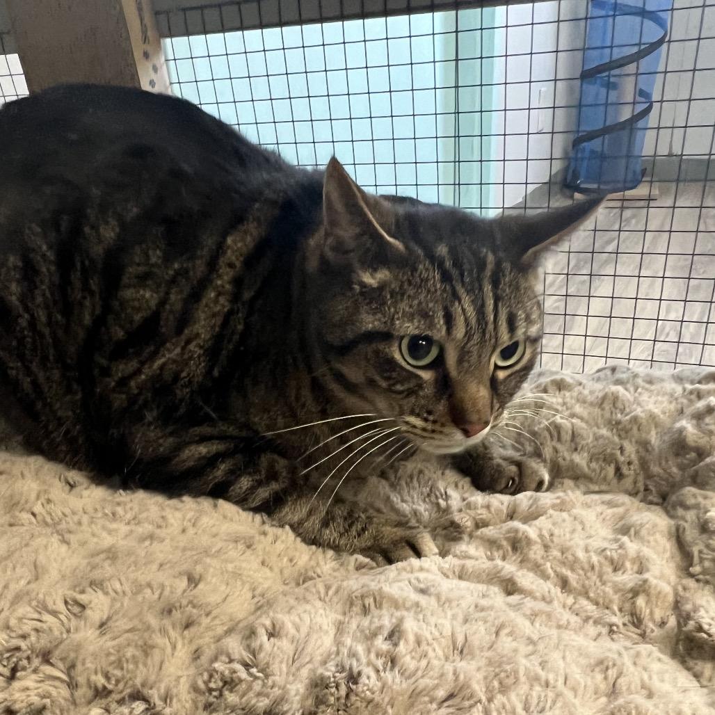 Enlarge Spinach, a Adoptable Domestic Short Hair in Edwardsville, IL image 6/6
