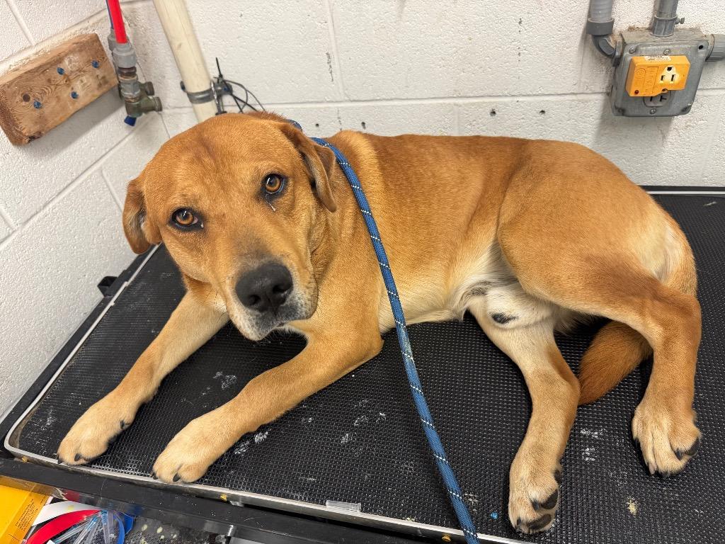 Rowland-Adoptable - Urgent for 1/16, Adoptable, Young Male Labrador Retriever.