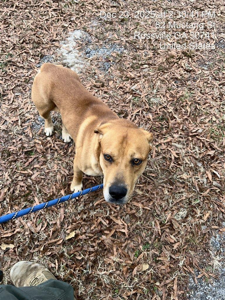 Enlarge Rowland-Adoptable - Urgent for 1/16, a Adoptable Labrador Retriever in Chickamauga , GA image 2/2