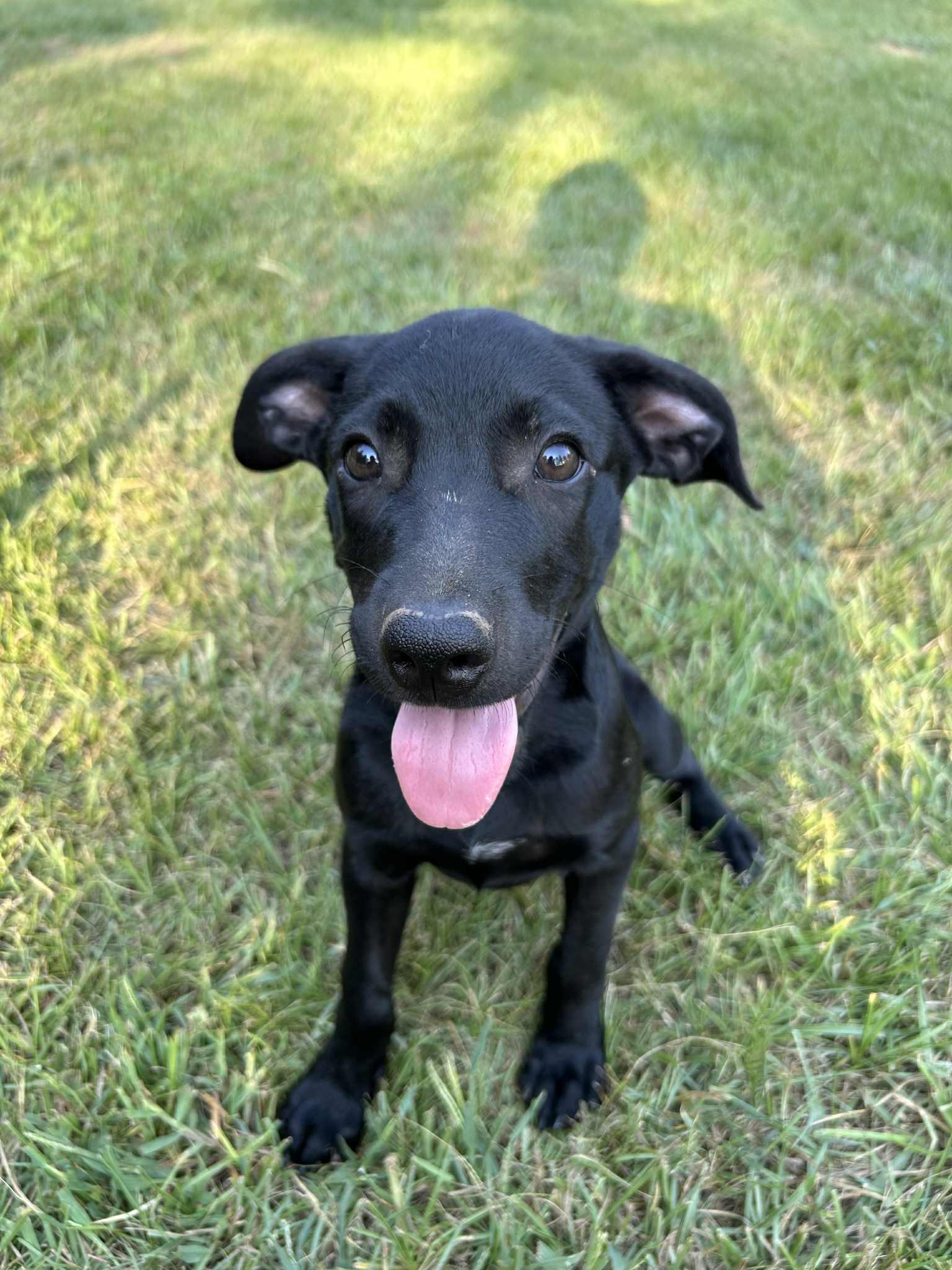 Sweet Pea, a Adopted mixed breed in Carthage, MS image 2/3