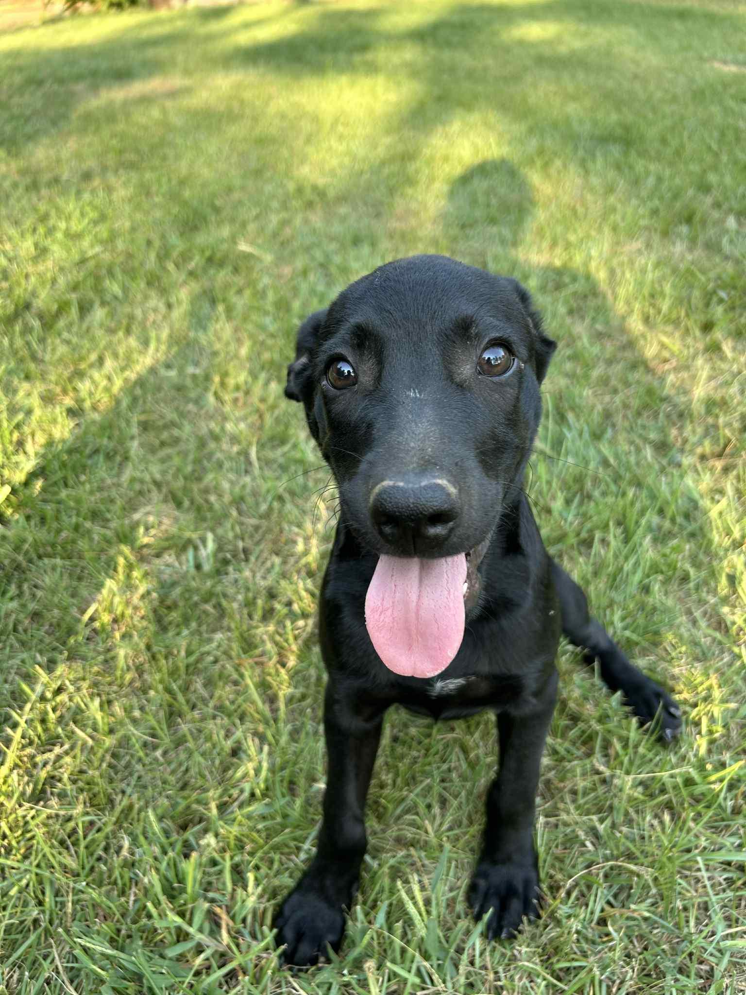 Sweet Pea, a Adopted mixed breed in Carthage, MS image 3/3
