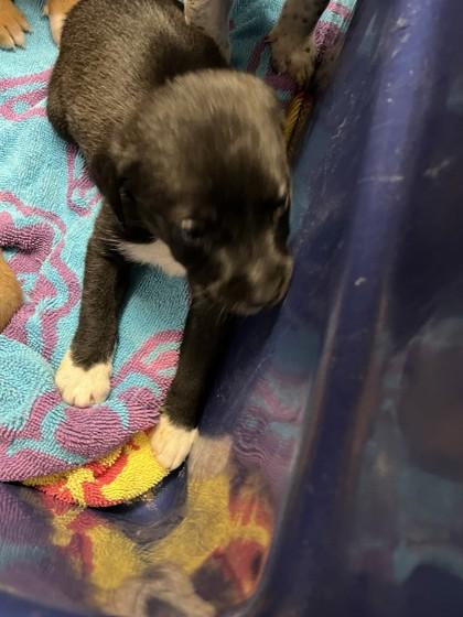 Enlarge Lorelai, a Adoptable mixed breed in North Richland Hills, TX image 1/1