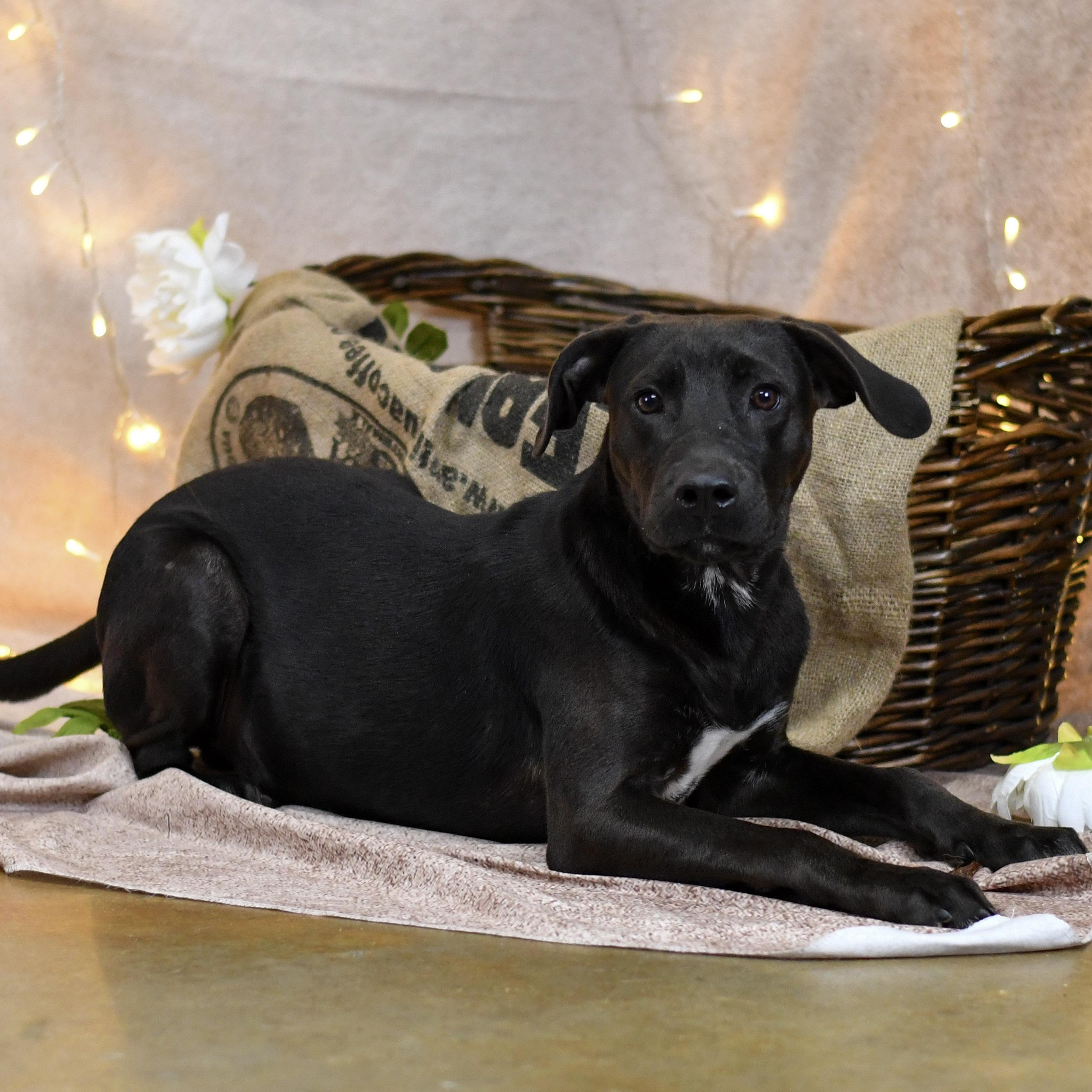 Enlarge RJ, a ADOPTABLE Mixed Breed in Defuniak Springs, FL image 1/1