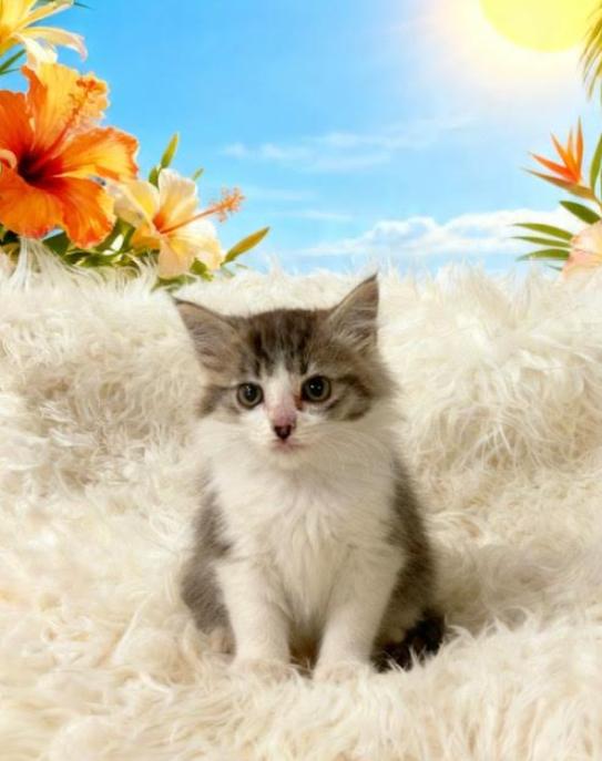 Enlarge Pop, a Adoptable Domestic Medium Hair in Tehachapi, CA image 1/1