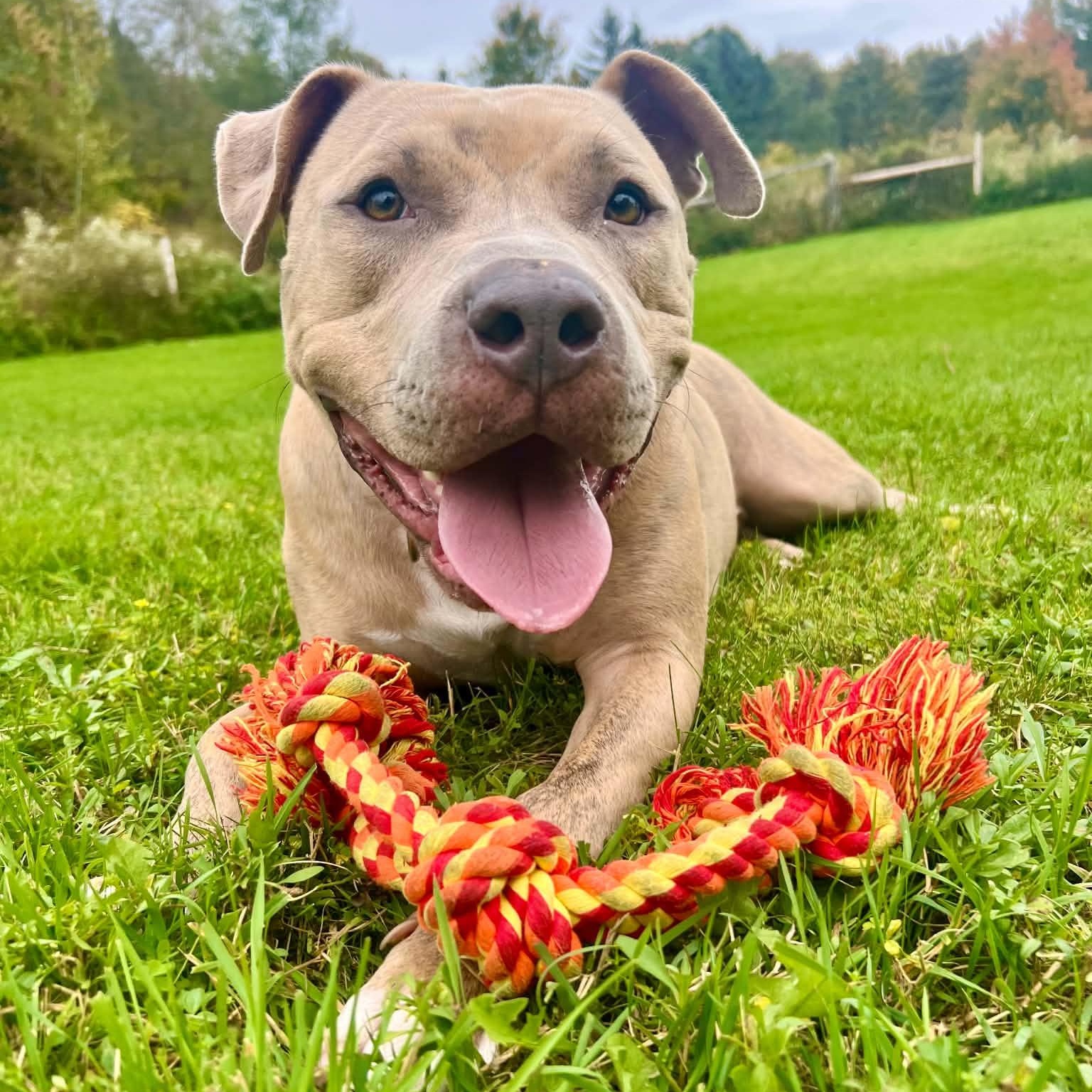 Dwayne, Adoptable, Young Male American Staffordshire Terrier.