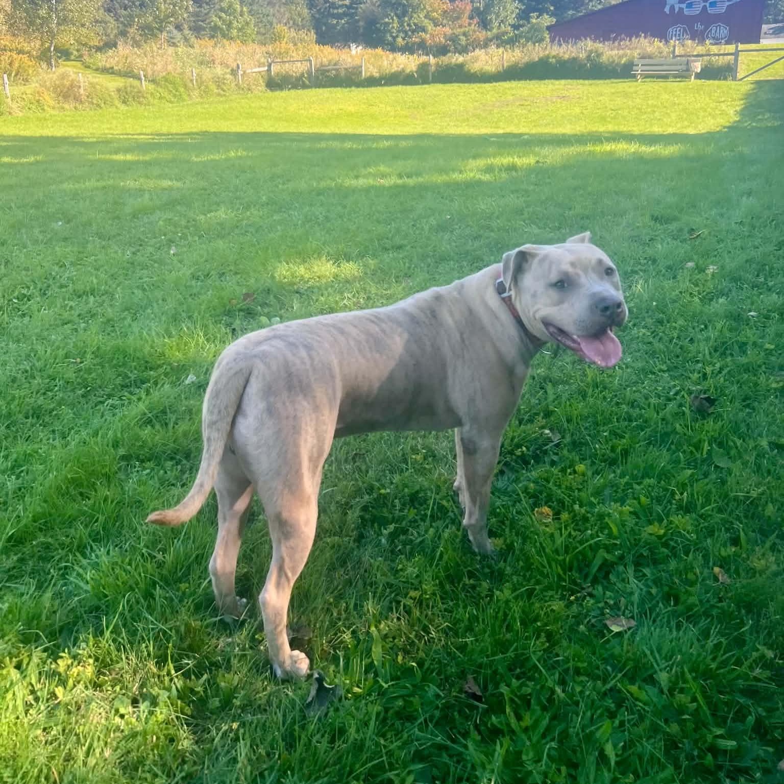 Enlarge Dwayne, a Adoptable mixed breed in Williston, VT image 2/4