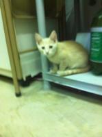 Oliver, Adopted, Senior Male Domestic Short Hair.