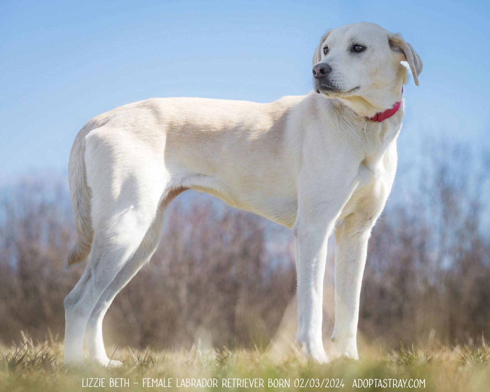 Lizzie Beth, a Adoptable Labrador Retriever in Newport, KY image 1/3