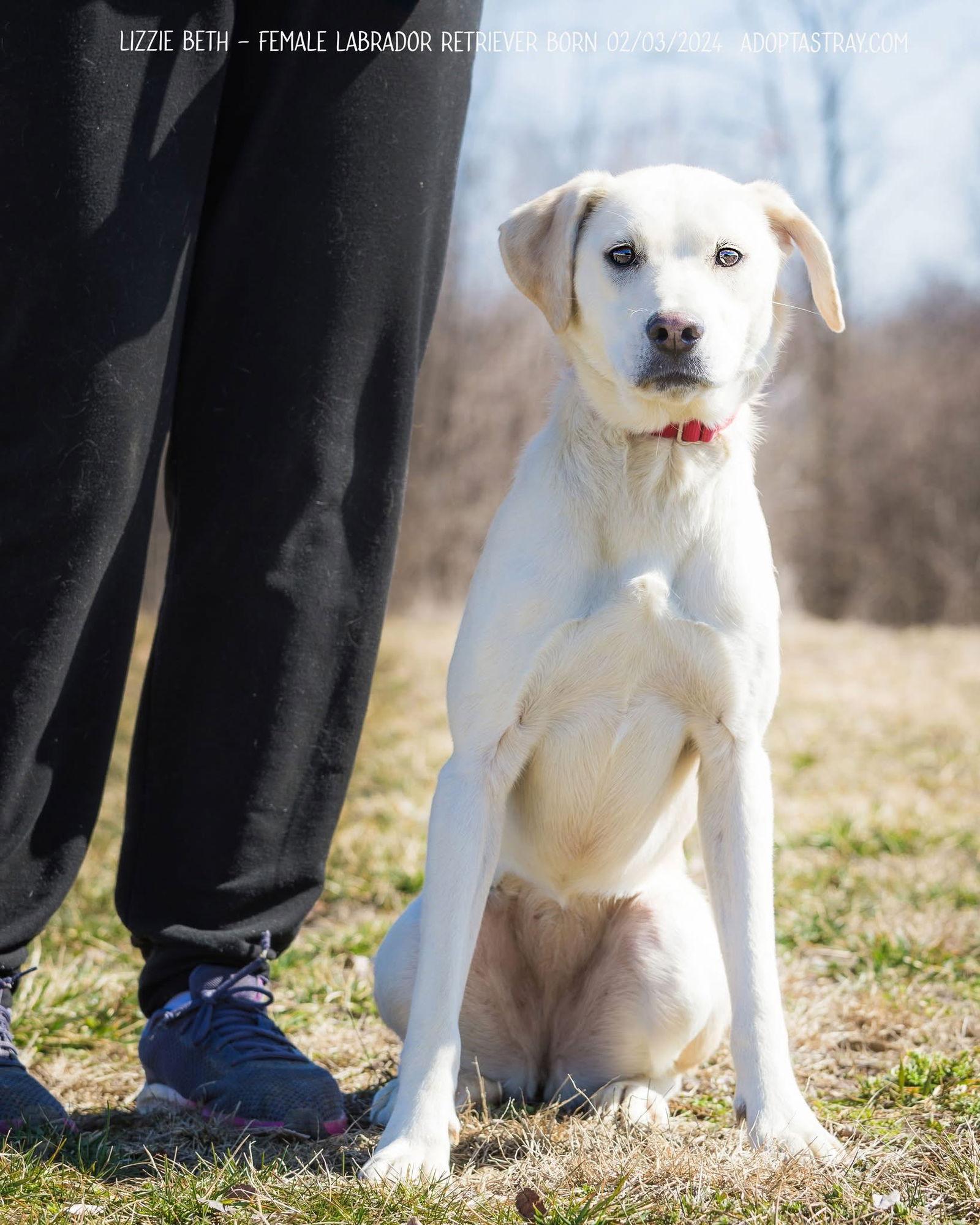 Lizzie Beth, a Adoptable Labrador Retriever in Newport, KY image 2/3