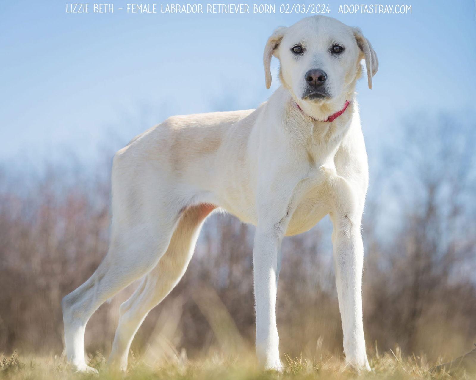 Lizzie Beth, a Adoptable Labrador Retriever in Newport, KY image 3/3