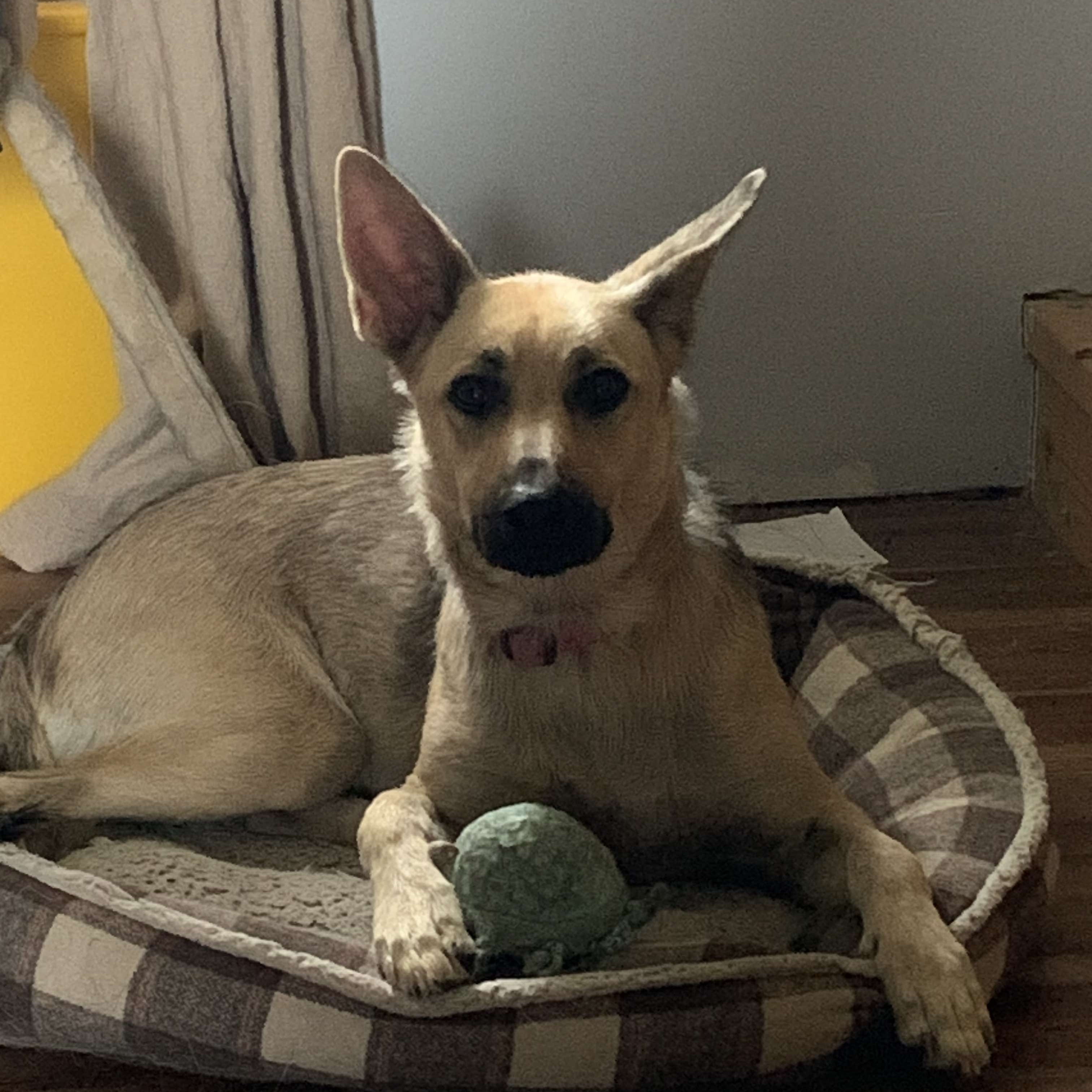 Dog for adoption Poppy, a German Shepherd Dog Mix in Harrington, DE