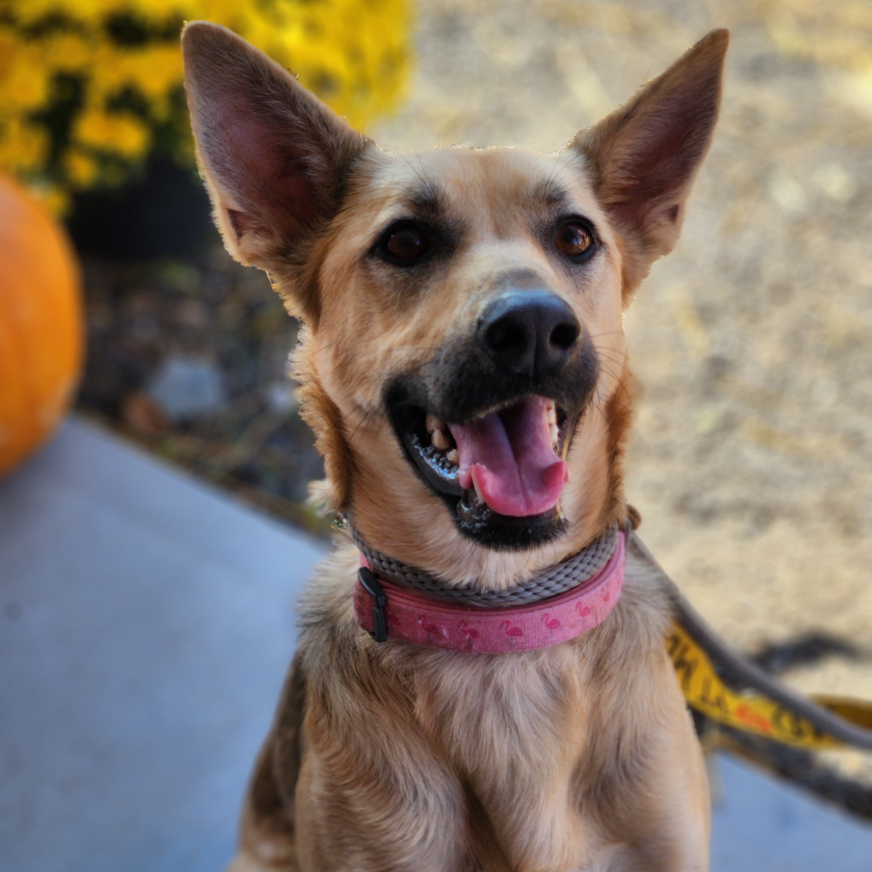 Dog for adoption Poppy, a German Shepherd Dog Mix in Harrington, DE