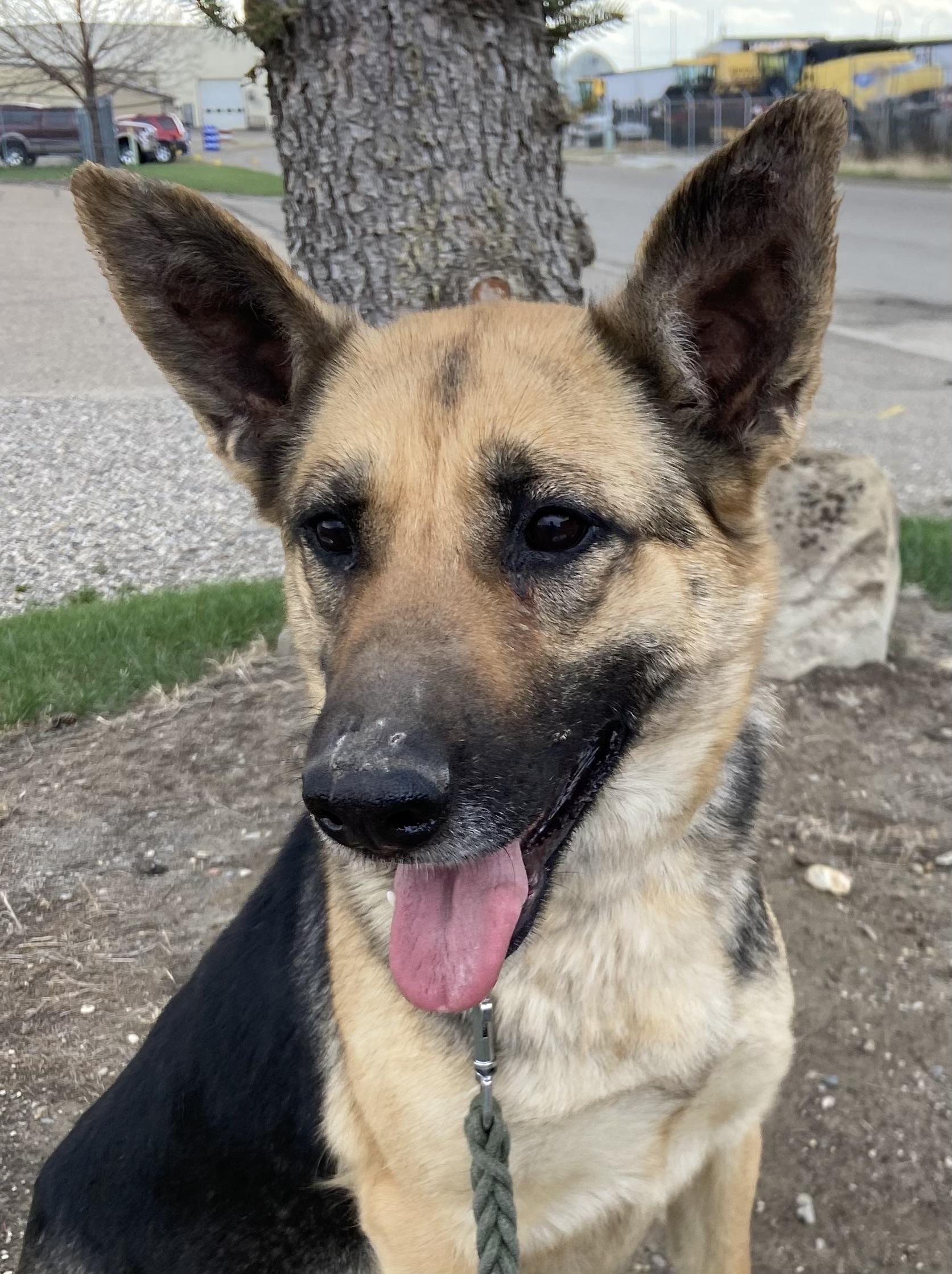 Enlarge Sasha, a ADOPTABLE mixed breed in Claresholm, AB image 1/1