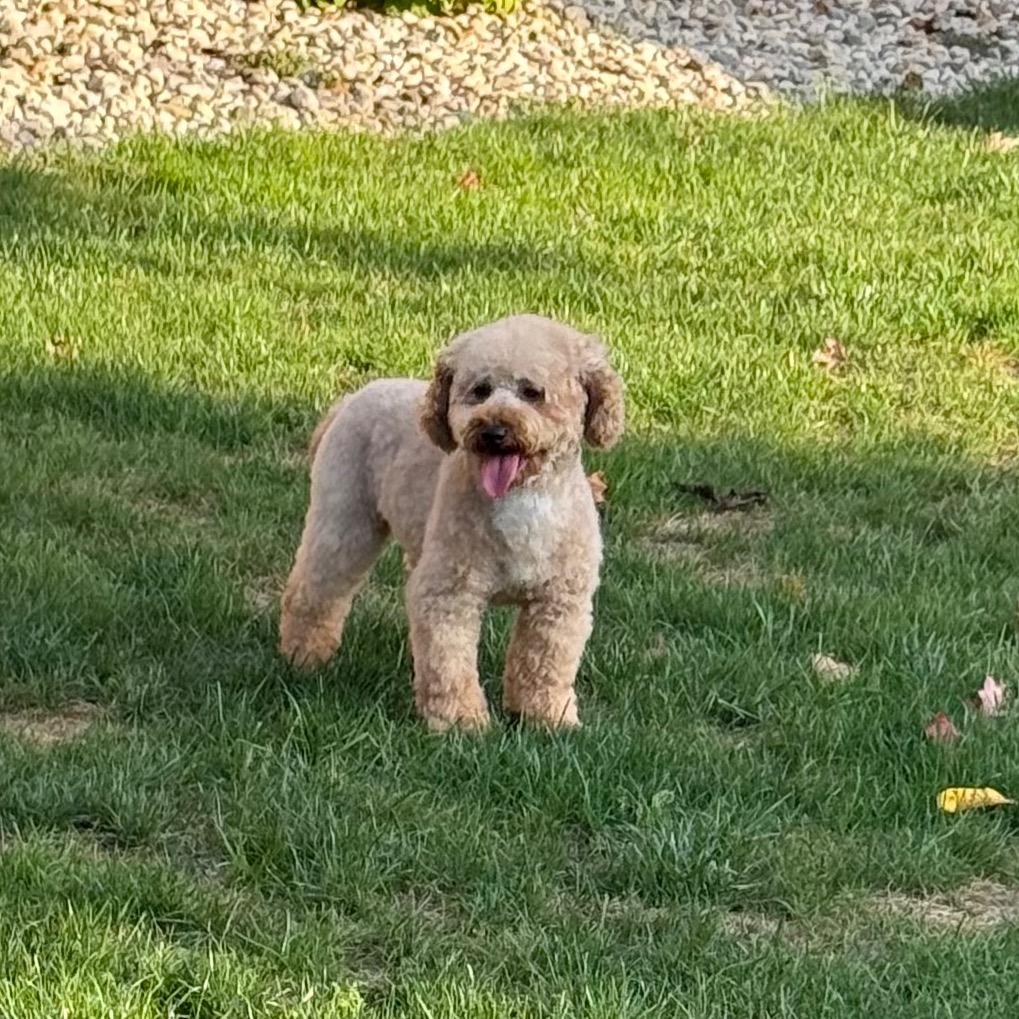 Enlarge Stevie, a Adoptable Miniature Poodle in Cincinnati, OH image 1/4