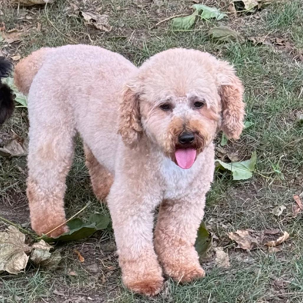 Enlarge Stevie, a Adoptable Miniature Poodle in Cincinnati, OH image 2/4