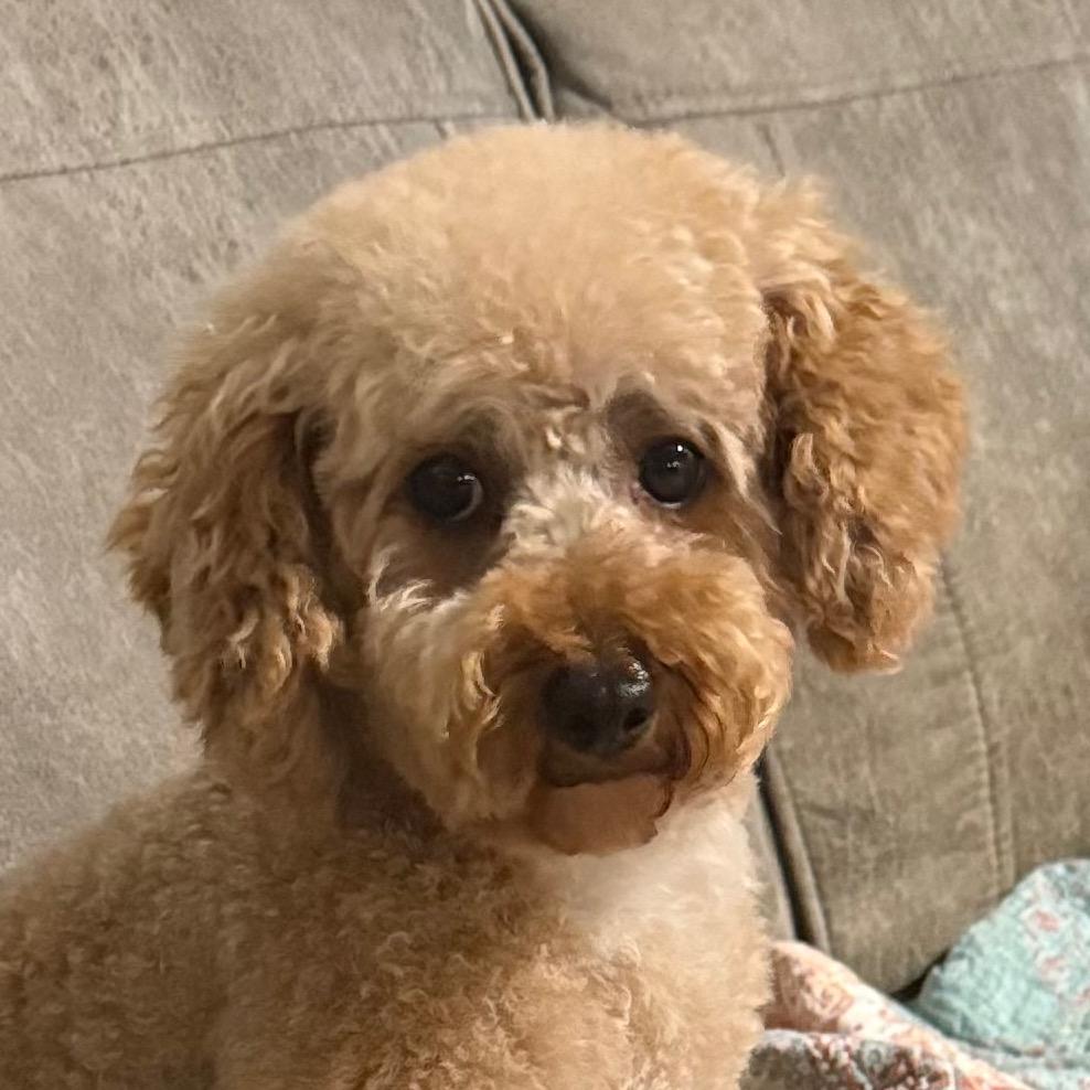 Enlarge Stevie, a Adoptable Miniature Poodle in Cincinnati, OH image 3/4