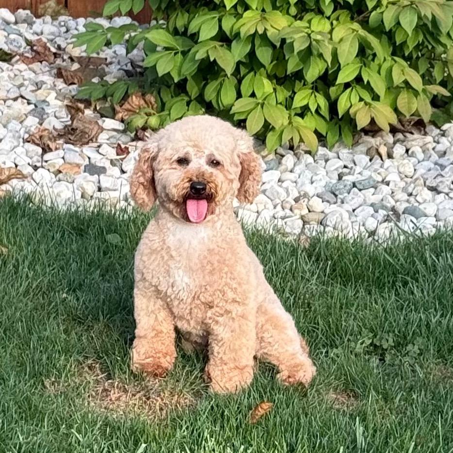Enlarge Stevie, a Adoptable Miniature Poodle in Cincinnati, OH image 4/4