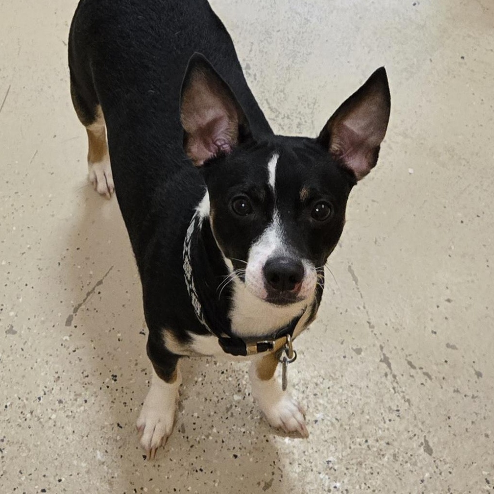 Louie, Young Male Chihuahua