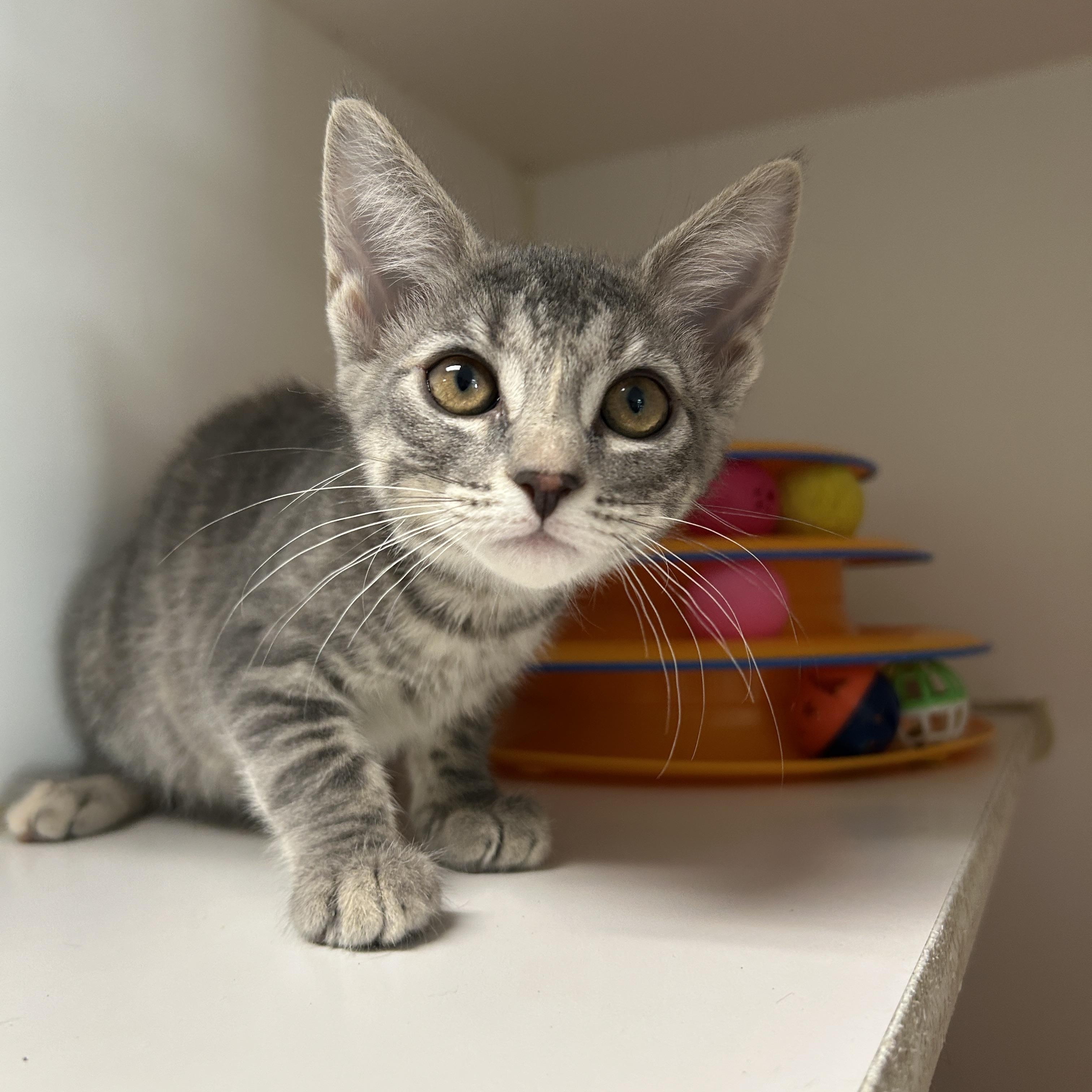 Cat for adoption - Jade *CH*, a Domestic Short Hair in