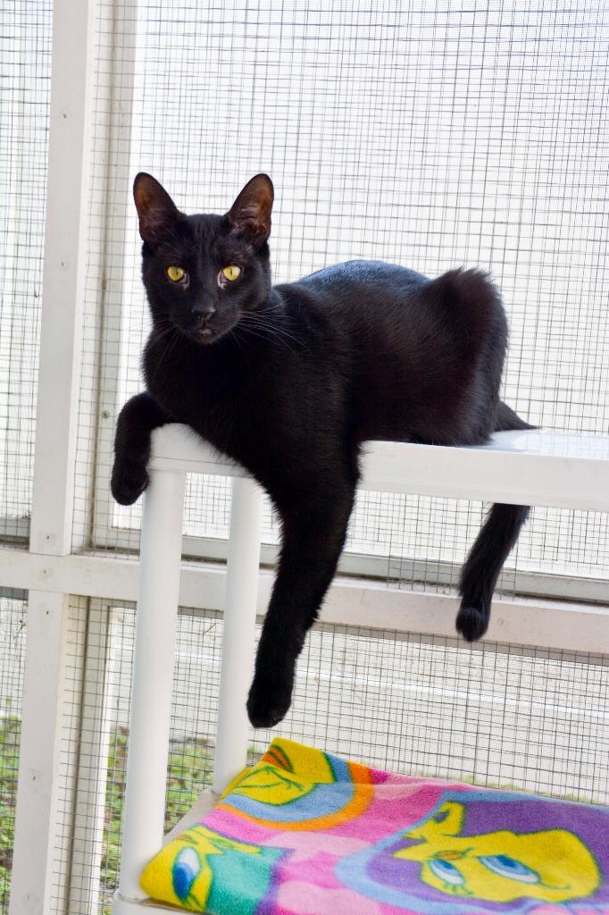 IVAN, Adoptable, Young Male Domestic Short Hair.