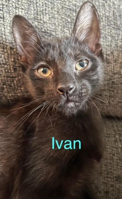 IVAN, a Adoptable mixed breed in New Bern, NC image 3/6