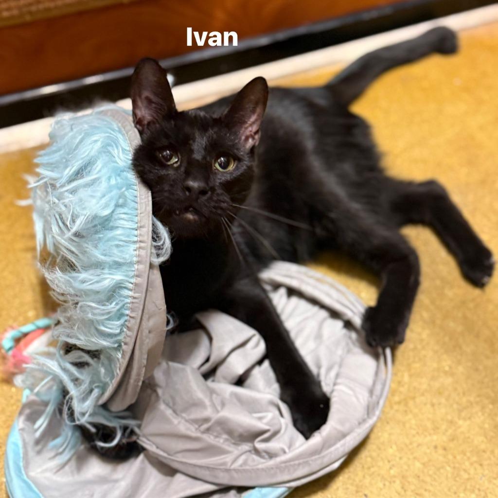IVAN, a Adoptable mixed breed in New Bern, NC image 5/6